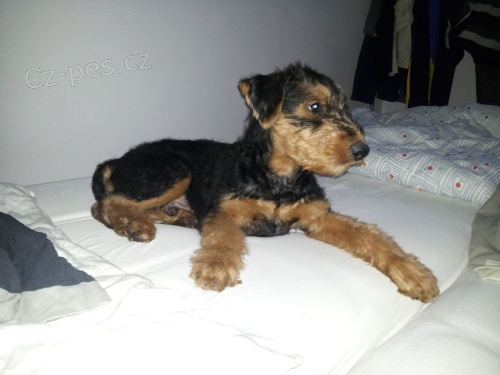 Erdelterier - �t��ata